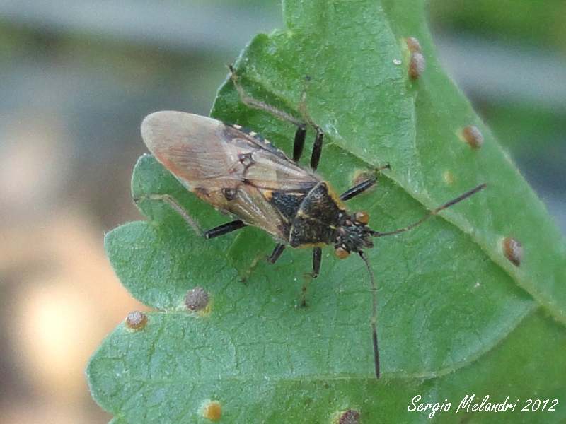 Rhopalidae: Liorhyssus hyalinus della Romagna (RA)